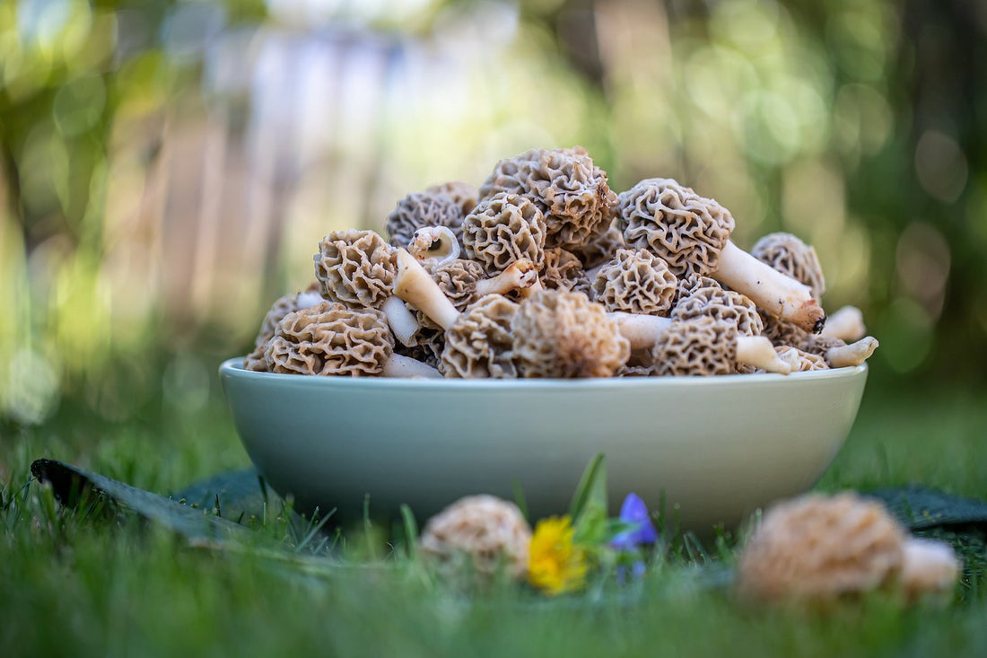 10 choses à savoir sur l'univers fascinant des morilles séchés